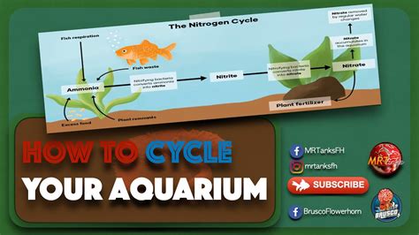 How to Cycle a Fish Tank: A Complete Guide for Beginners.